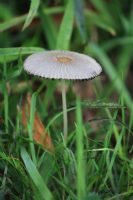 Pleated Inkcap (Parasola plicatilis): Click to enlarge